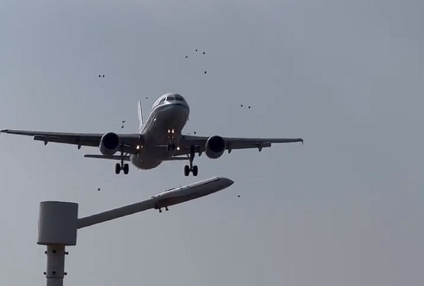 國(guó)航一飛機(jī)降落時(shí)撞到鳥(niǎo)群：機(jī)頭可見(jiàn)清晰血跡