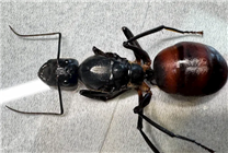 海關(guān)查獲6只巨人恐蟻 世界大螞蟻 可噴酸傷人