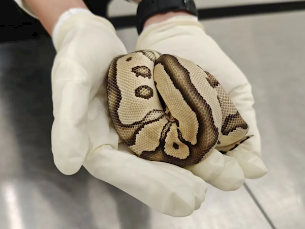 胸口睡大蛇 4名女子身藏8條瀕危蟒蛇進(jìn)境被查