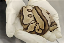 胸口睡大蛇 4名女子身藏8條瀕危蟒蛇進境被查