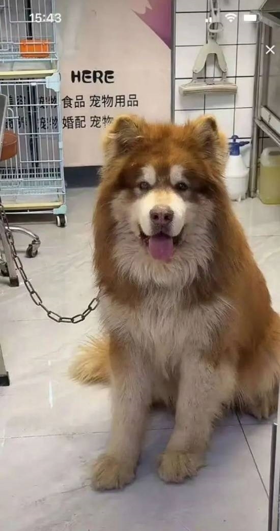 直播給狗洗澡致死引熱議 高德地圖下架網(wǎng)紅潘宏導(dǎo)航語音包