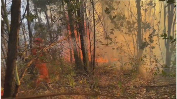 多名熊孩子野外玩火致燒山：家長(zhǎng)賠償145萬(wàn)元