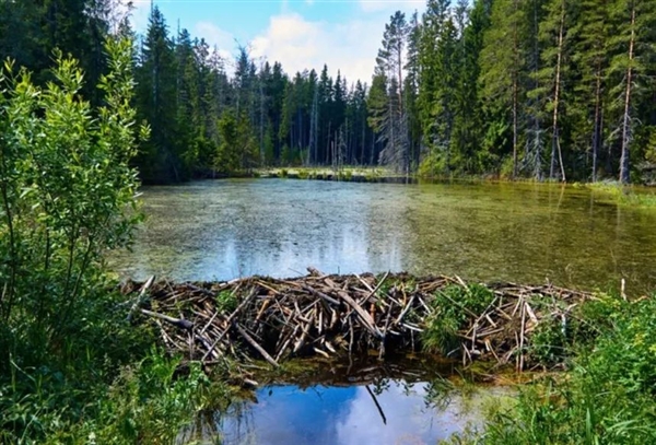 歐洲建水壩拖延7年沒開工：一群河貍2天給建好了