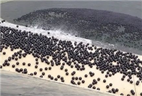 有什么用 美國在洛杉磯大水庫中投放9600萬個(gè)黑色小球