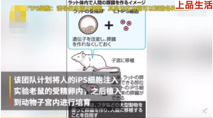 或?qū)⒔鉀Q人體移植問題