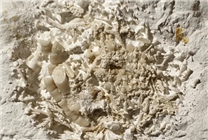 男子撿到6600萬年前的嘔吐物化石：科學家發(fā)現史前尷尬趣事