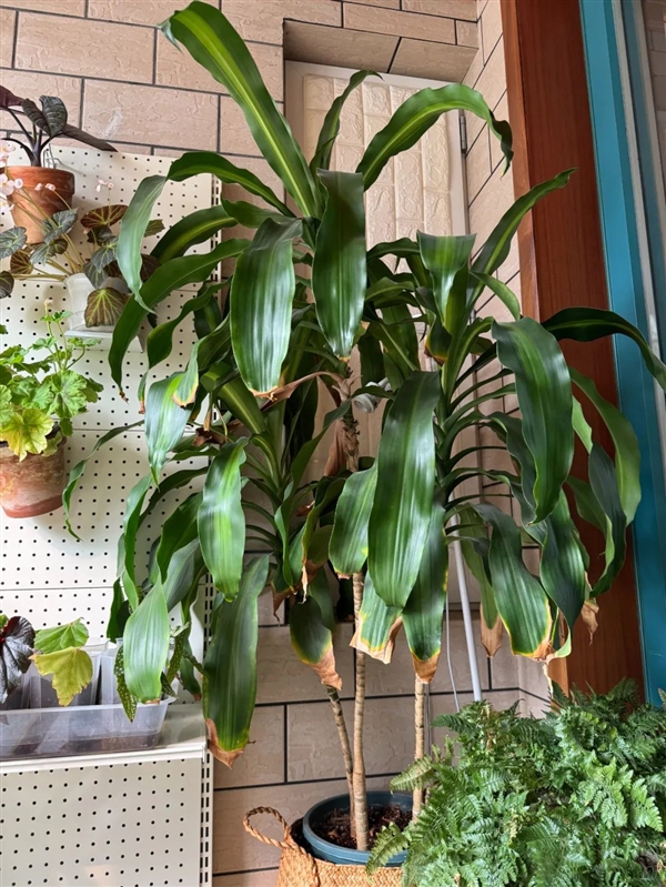 一件超小事：做完在家中就能體會(huì)露營的快樂！