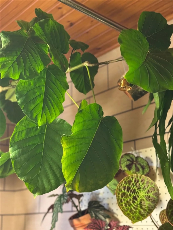 一件超小事：做完在家中就能體會(huì)露營的快樂！