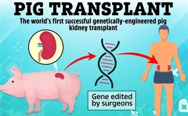 創(chuàng)異種移植新紀(jì)錄！美國男子體內(nèi)移植豬腎生存271天